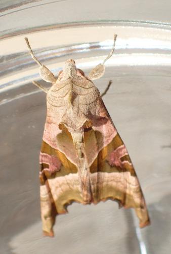 Réf. 180 699 : Phlogophora meticulosa